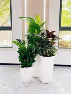 宁波江北植物出租服务好